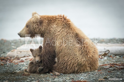 Picture of Alaskan Grizzly sow and cub so cute on beach
